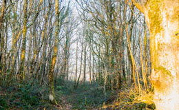 lien vers la page Forêts