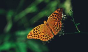 Papillons_Jérémy Desplats AAG